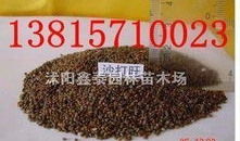 麻豆秧,探寻古老农作物的现代魅力